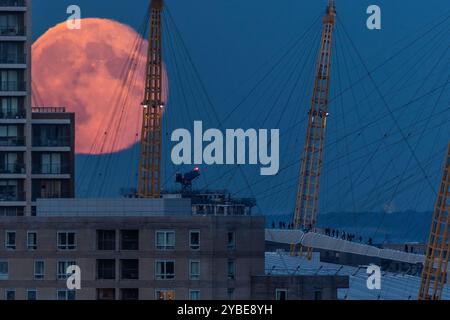 London, Großbritannien. Oktober 2024. Wetter in Großbritannien: Super Hunter’s Moon erhebt sich über die Stadt. Bergsteiger (unten rechts) werden vom massiven Mond gebeugt, wenn sie über das Dach der London O2 Arena laufen. Der Oktobermond, auch bekannt als der Jägermond, ist ein Supermond, der auftritt, wenn der Mond der Erde am nächsten ist und größer und heller als normal erscheint – bis zu 15 % heller und 30 % größer. Dieses Jahr wird der Mond für etwa drei Tage voll erscheinen und der hellste aller Supermonde dieses Jahres sein. Guy Corbishley/Alamy Live News Stockfoto