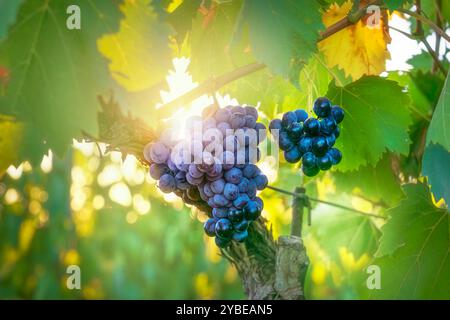 Traube und Weinrebe im Chianti Weinberg und Sonne. Vor der Traubenernte schließen. Toskana, Italien Stockfoto