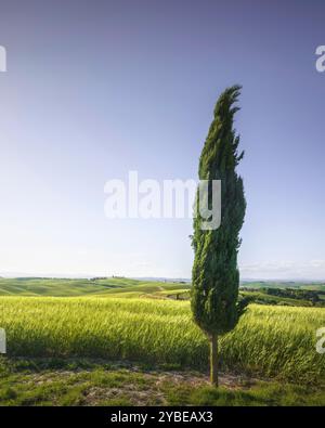 Monteroni d'Arbia, Zypressen- und Weizenfeld entlang der Route der Via Francigena. Provinz Siena, Toskana. Italien, Europa. Stockfoto