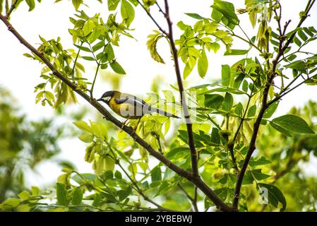 SCHWARZKEHLENAPALIS (Apalis jacksoni) - Serenada Eco Resort - Uganda Stockfoto