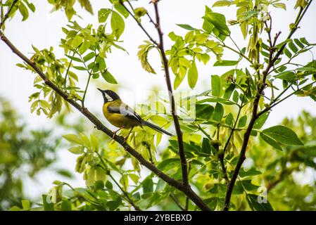 SCHWARZKEHLENAPALIS (Apalis jacksoni) - Serenada Eco Resort - Uganda Stockfoto