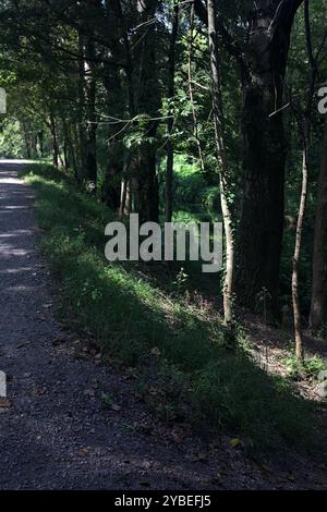 Feldweg in einem Wald neben einem Fluss an einem sonnigen Tag Stockfoto