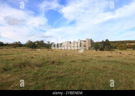 Raby Castle ist eine mittelalterliche Burg in der Nähe von Staindrop im County Durham, England, inmitten eines 200 Hektar großen Hirschparks. Stockfoto