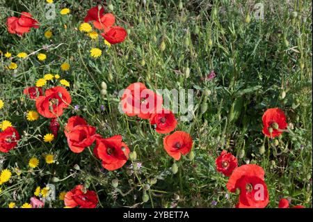 Mohn und andere Wildblumen, die entlang des Camino Trail in nordspanien wachsen Stockfoto