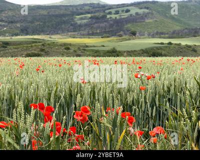 Rote Mohnblumen auf einem Gerstenfeld in spanien Stockfoto