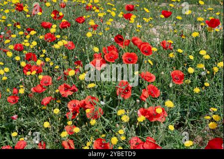 Mohn und andere Wildblumen, die entlang des Camino Trail in nordspanien wachsen Stockfoto