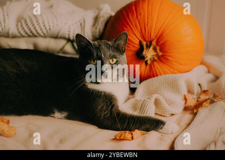 Eine niedliche Hauskatze entspannt sich auf dem Bett, umgeben von einem Haufen weißer Wollpullover, einigen getrockneten Herbstblättern und einem großen Reifen Kürbis. Die Katze ist es Stockfoto