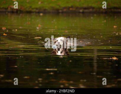 Herbstszenen im Euromast Park, Rotterdam, Niederlande Ein Hund spielt mit einem Ball im Teich im Euromast Park, umgeben von bunten Herbstblättern, Rotterdam, Niederlande am 18. Oktober 2024. Rotterdam Niederlande Copyright: XMatrixxImagesx/xHedayatullahxAmidx Stockfoto