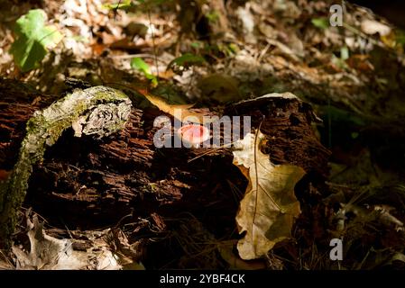 Ein kleiner rot-weißer Pilz wächst aus einem verrotteten Baumstamm auf dem Waldboden im Bon Echo Provincial Park (High Pines Trail) in Ontario, Kanada. Stockfoto