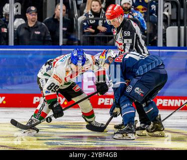 München, Deutschland. Oktober 2024. Bully zwischen Mark Zengerle (Augsburger Panther, #89) und Nikolaus Heigl (EHC Red Bull Muenchen, #15). GER, EHC Red Bull München gegen Augsburger Panther, Eishockey, DEL, 10. Spieltag, Saison 2024/2025, 18.10.2024. Foto: Eibner-Pressefoto/Heike feiner Credit: dpa/Alamy Live News Stockfoto