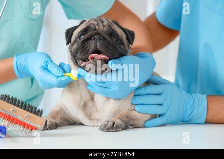 Junge Tierärzte putzen die Zähne des Mops in der Klinik, Nahaufnahme Stockfoto