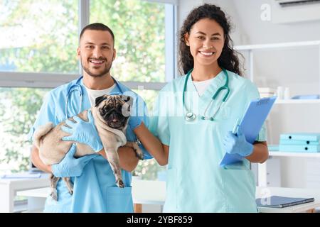 Junge Tierärzte mit Mops in der Klinik Stockfoto