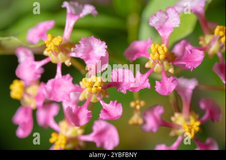 Nahaufnahme der kleinen, rosa Blumen von Barbados Cherry, Malpighia emarginata. Stockfoto