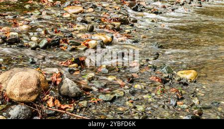 Fluss fließt über Felsen und gefallene Ahornblätter. Weiches Wasser, längere Exposition. Stockfoto