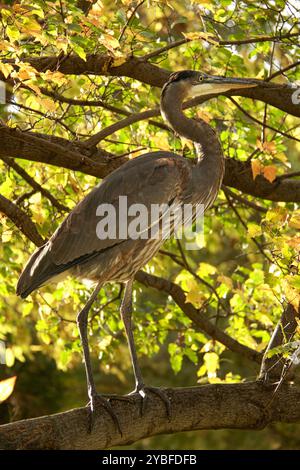 Großer blauer Reiher auf einem Baumzweig Stockfoto