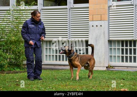 Augsburg, Bayern, Deutschland - 18. Oktober 2024: Eine Polizistin trainiert mit einem Polizeihund auf einem Trainingsplatz. Der belgische Schäferhund zeigt dynamische Bewegungen, während der Offizier ihn beim Karriereinformationstag des schwäbischen Nordpolizeipräsidiums in Augsburg durch verschiedene Trainingsroutinen führt *** eine Polizeibeamtin trainiert mit einem Polizeihund auf einem Übungsplatz. Der Belgische Schäferhund, zeigt dynamische Bewegungen, während die Beamtin ihn durch verschiedene Trainingsroutinen führt am Berufsinformationstag vom Polizeipräsidium Schwaben Nord in Augsburg Stockfoto