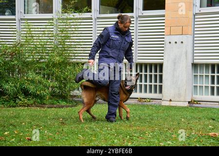 Augsburg, Bayern, Deutschland - 18. Oktober 2024: Eine Polizistin trainiert mit einem Polizeihund auf einem Trainingsplatz. Der belgische Schäferhund zeigt dynamische Bewegungen, während der Offizier ihn beim Karriereinformationstag des schwäbischen Nordpolizeipräsidiums in Augsburg durch verschiedene Trainingsroutinen führt *** eine Polizeibeamtin trainiert mit einem Polizeihund auf einem Übungsplatz. Der Belgische Schäferhund, zeigt dynamische Bewegungen, während die Beamtin ihn durch verschiedene Trainingsroutinen führt am Berufsinformationstag vom Polizeipräsidium Schwaben Nord in Augsburg Stockfoto