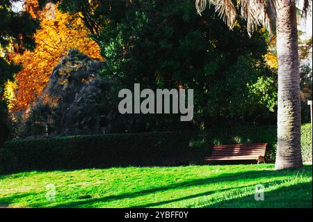 Rasen mit grünem Gras in einem Stadtpark, botanischer formeller Garten bei warmem Wetter an einem sonnigen Tag. Urbane Natur Rasen von Sonnenlicht überflutet. Palme. Stockfoto