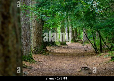 Eine Pine Needle Ladden Walk zwischen den Bäumen in der Eremitage, Dunkeld, Schottland, Großbritannien Stockfoto