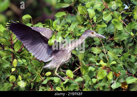 Unreifer gelbgekrönter Nachtreiher (Nyctanassa violacea), der mitten in der Vegetation thront Stockfoto