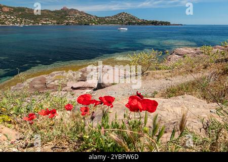 Pourrousset Beach, in Saint-Raphaël, Massif de l'Estérel, Frankreich, Europa, Provence. Stockfoto