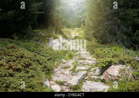 Sonnendurchfluteter Felsweg, der in einen dichten Kiefernwald führt, Region Monte Rosa, Schweiz Stockfoto