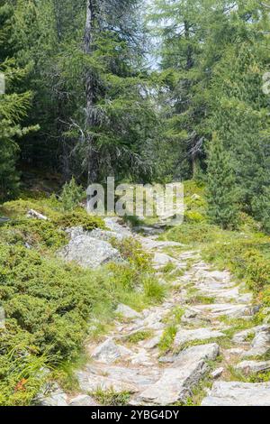 Sonnendurchfluteter Felsweg, der in einen dichten Kiefernwald führt, Region Monte Rosa, Schweiz Stockfoto