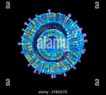 Kationische Lipoplexstruktur, Illustration. Kationische Lipoplexe sind eine Art von Lipid-Nanopartikeln (LNP), die zur Genverabreichung verwendet werden. Sie werden aus Nukleinsäuren gebildet, die zwischen den Lipidzweischichten interkalkuliert sind. Stockfoto