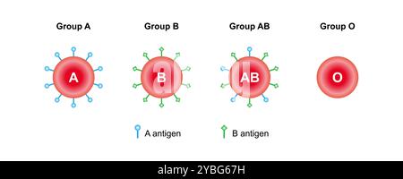 ABO-Blutgruppen, Abbildung. Stockfoto