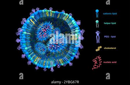 Lipidnanopartikelstruktur, Illustration. Lipid-Nanopartikel (LNPs) sind vielversprechende Mittel, um eine Vielzahl von Therapeutika zu liefern. Sie werden in COVID-19-mRNA-Impfstoffen und bei Krebsimmuntherapie eingesetzt. Stockfoto