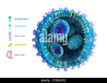 Lipidnanopartikelstruktur, Illustration. Lipid-Nanopartikel (LNPs) sind vielversprechende Mittel, um eine Vielzahl von Therapeutika zu liefern. Sie werden in COVID-19-mRNA-Impfstoffen und bei Krebsimmuntherapie eingesetzt. Stockfoto