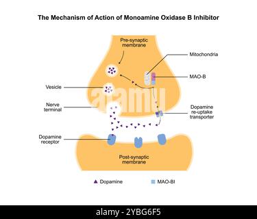 Monoaminoxidase-Inhibitor, Illustration. Stockfoto