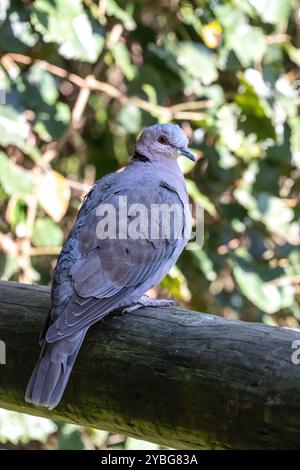 Rotäugige Schildkröte tauchte in der Vogelvoliere Birds of Eden in Südafrika Stockfoto