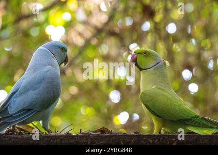 Indischer Ringneck Parkeet in der Vogelvoliere Birds of Eden in Südafrika Stockfoto