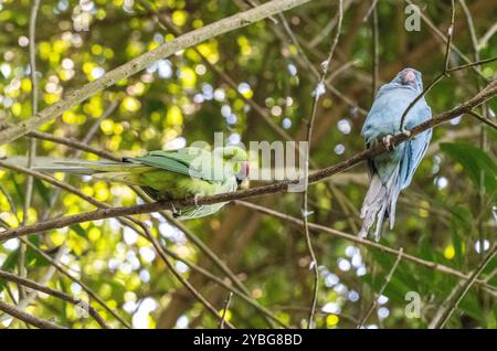 Wellensittich, Budgie Paprot in der Vogelvoliere Birds of Eden in Südafrika Stockfoto