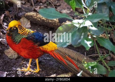 Goldener Fasan in der Vogelvoliere von Eden in Südafrika Stockfoto