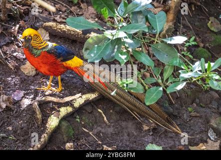 Goldener Fasan in der Vogelvoliere von Eden in Südafrika Stockfoto