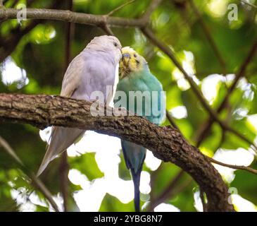 Wellensittich, Budgie Paprot in der Vogelvoliere Birds of Eden in Südafrika Stockfoto