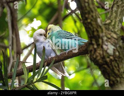 Budgerigar, Budgie Paprot in der Vogelvoliere von Eden in Südafrika, die sich wie Liebesvögel benehmen Stockfoto