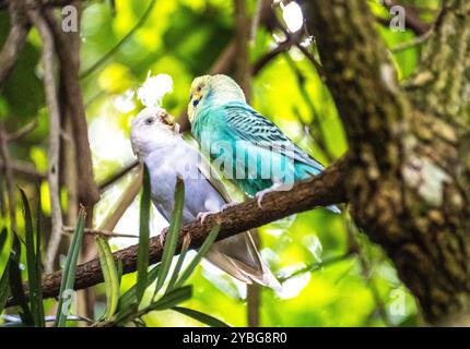 Wellensittich, Budgie Paprot in der Vogelvoliere Birds of Eden in Südafrika Stockfoto