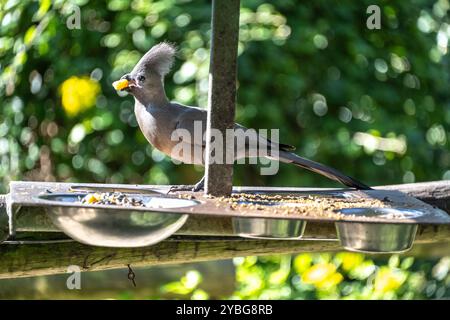 Grey Loerie oder Go-Away Bird in der Vogelvoliere Birds of Eden in Südafrika Stockfoto
