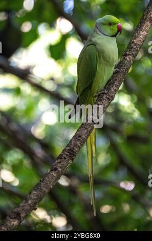 Indischer Ringneck Parkeet in der Vogelvoliere Birds of Eden in Südafrika Stockfoto