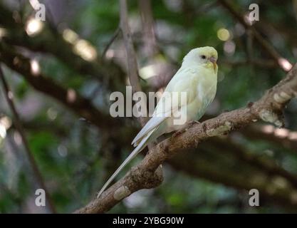 Wellensittich, Budgie Paprot in der Vogelvoliere Birds of Eden in Südafrika Stockfoto