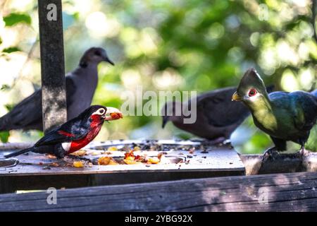 Doppelzahnbarbet und Grüner Turaco in der Vogelvoliere Birds of Eden in Südafrika Stockfoto