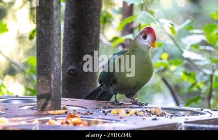 Fisher's Turaco in der Vogel-of-Eden-Voliere in Südafrika Stockfoto