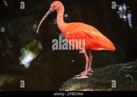 Scharlach Ibis in der Vogelvoliere von Eden in Südafrika Stockfoto