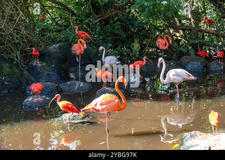 Karibischer Flamingo in der Vogelvoliere von Eden in Südafrika Stockfoto