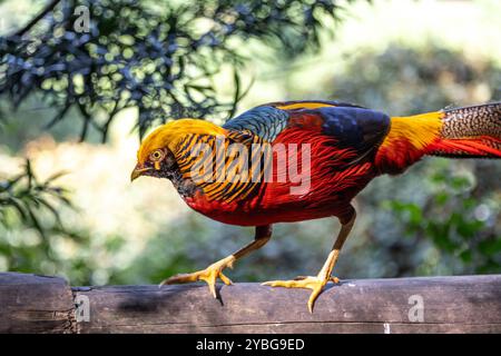 Goldener Fasan in der Vogelvoliere von Eden in Südafrika Stockfoto