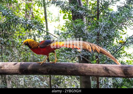 Goldener Fasan in der Vogelvoliere von Eden in Südafrika Stockfoto