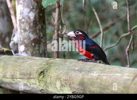 Doppelzahnbarbet in der Vogelvoliere Birds of Eden in Südafrika Stockfoto